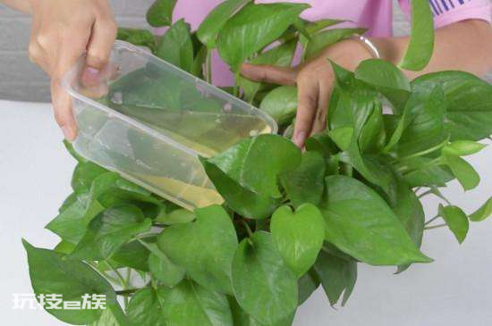 什么花喜欢啤酒浇花(3种花喜欢用啤酒浇灌)-图片6